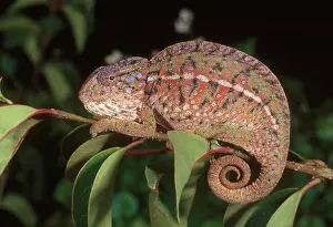 Lateralis: Carpet Chameleon
