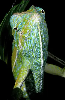 Directions: Carpet Chameleon
