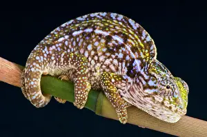 Lateralis: Carpet chameleon (Furcifer lateralis), Antananarivo