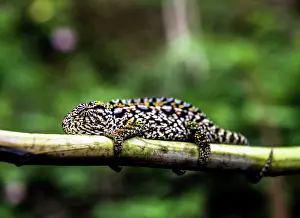 Lateralis: Carpet Chameleon on tree