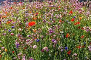 Bretagne: Carpet of flowers