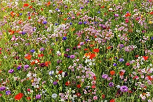 Bretagne: Carpet of flowers