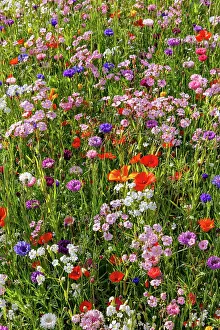Bretagne: Carpet of flowers