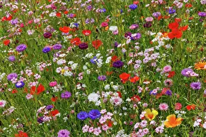 Bretagne: Carpet of flowers