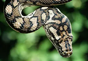 Spilotes: Carpet PYTHON