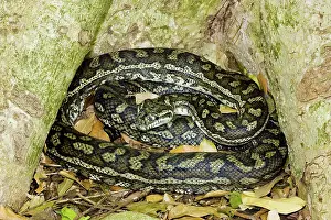 Constricting: Carpet python
