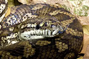 Constricting: Carpet python