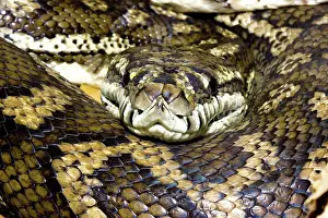 Constricting: Carpet python