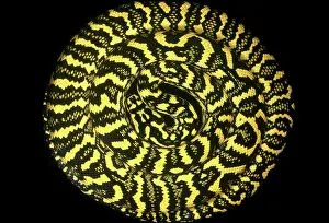 Diamond: Carpet Python