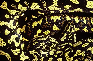 Constricting: Carpet Python