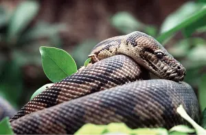 Python: CARPET PYTHON