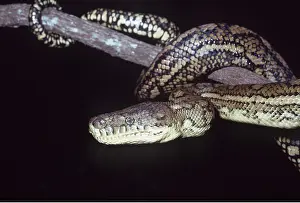 Kallen Marc Ferrero: Carpet Python - on branch