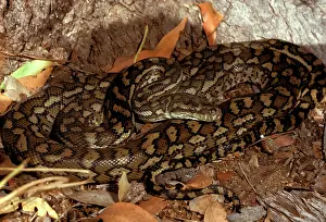 Pits: Carpet python - has heat sensory pits. Can reach