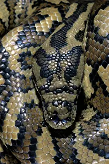 Morelia: Carpet Python (Morelia spilota)