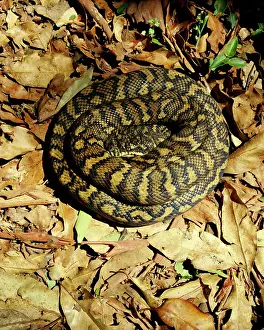 Lamington: Carpet python (Morelia spilota) sunning on a rainforest