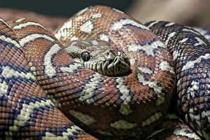 Defensive: Carpet Python (Morelia spilota variegata), rolled