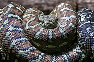 Defensive: Carpet Python (Morelia spilota variegata), rolled