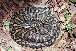 Spilotes: Carpet Python Snake