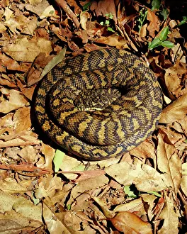 Spilota: Carpet Python - Sunning on a rainforest track