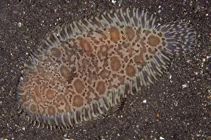 Flatfish: Carpet Sole