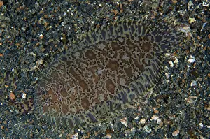 Flounder: Carpet Sole on black sand TK1 dive site, Lembeh