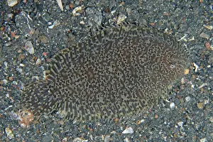 Flounder: Carpet Sole on black sand TK1 dive site, Lembeh
