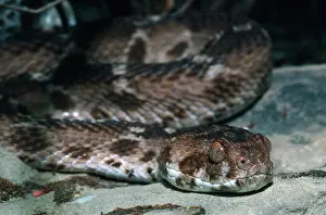 Deadly: Carpet Viper