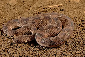 Sinuosity: Carpet viper (Echis ocellatus), Africa