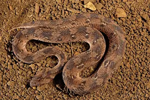 Sinuosity: Carpet viper (Echis ocellatus), Africa