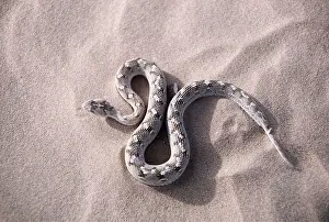 Pythons: Carpet Viper / Saw-scaled Viper