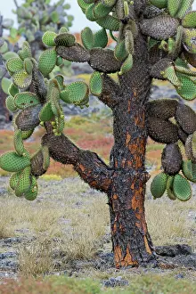 Weed: Carpet weed along with Opuntia prickly pear cactus