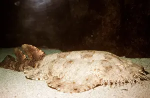 Aquariums: CARPET / WOBBYGONG SHARK