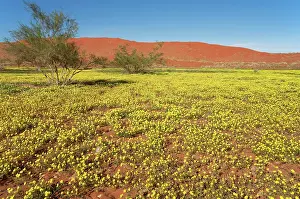 Tribulus: Carpets of Devil's Thorn and sand dunes during
