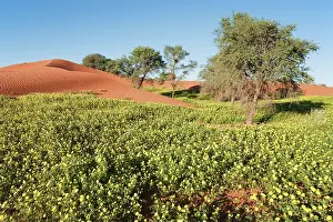 Acacias: Carpets of Devil's Thorn - among sand dunes and