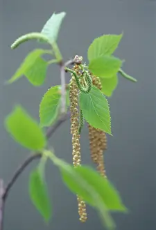 Hornbeam: Carpinus Betula