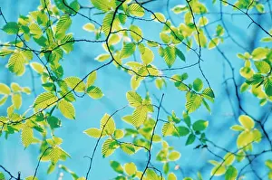 Hornbeam: Carpinus Betula