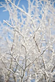 Dainty: Carpinus Betula