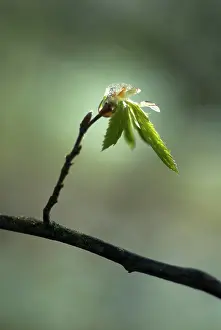 Persistence: Carpinus Betula