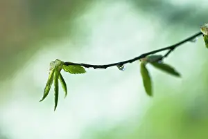 Moisture: Carpinus Betula
