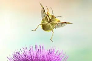 Cotton: Carpocoris fuscispinus (Carpocoris fuscispinus)