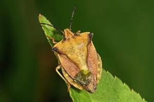 Shield: Carpocoris fuscispinus (Carpocoris fuscispinus)