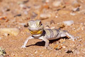 Insectivore: CARP'S BARKING GECKO