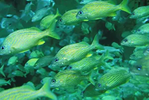 Carribean: Carribean, Bahamas, Atlantis Resort. Yellow