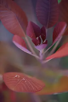 Spurge: Carribean Copper Plant