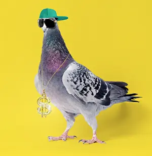 Spectacles: Carrier Pigeon, wearing sunglasses hat and gold
