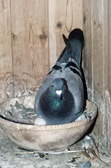 Racing: Carrier / Racing / Homing PIGEON - in bowl with eggs