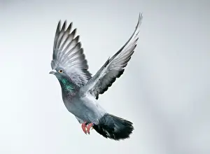 Homing: Carrier / Racing / Homing PIGEON - in flight