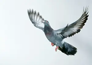 Homing: Carrier / Racing / Homing PIGEON - in flight