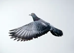 Homing: Carrier / Racing / Homing PIGEON - in flight