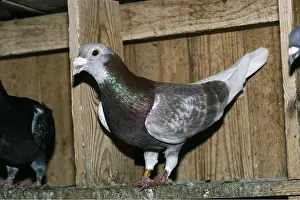 Racing: Carrier / Racing / Homing PIGEON - Red chequer, in loft